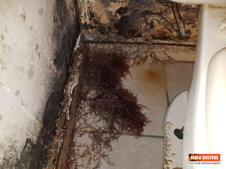 mold on bathroom walls