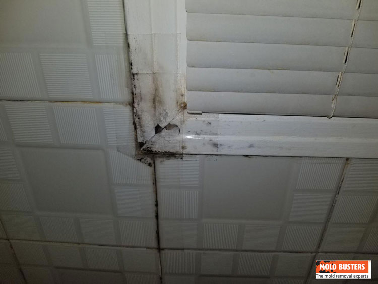 mold on bathroom window
