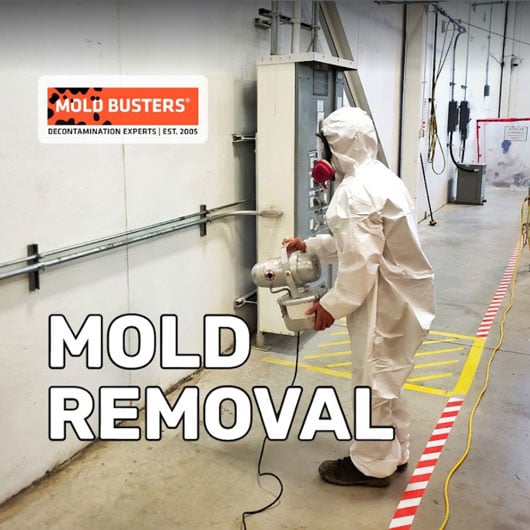 mold removal