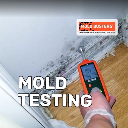 mold testing