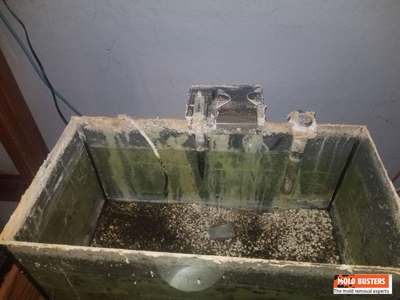 White Mold Is It Dangerous How To Get Rid Of Busters White Mold 02 Thumb