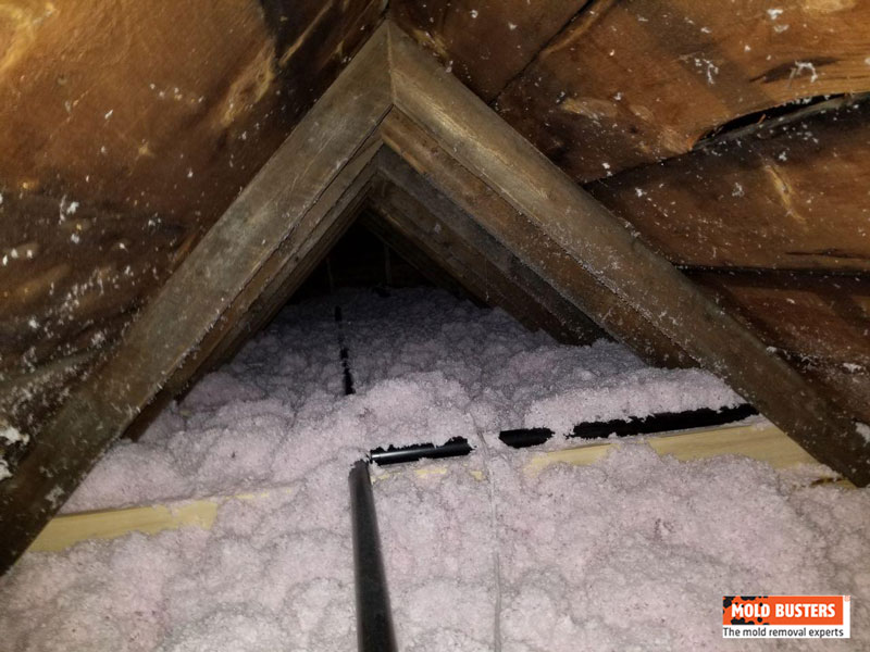 white mold in attic