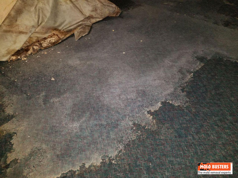 white mold on carpet