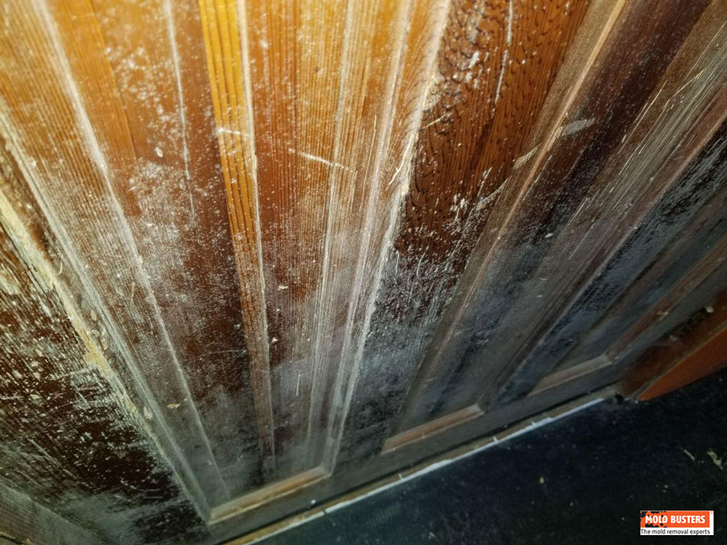 white mold on door