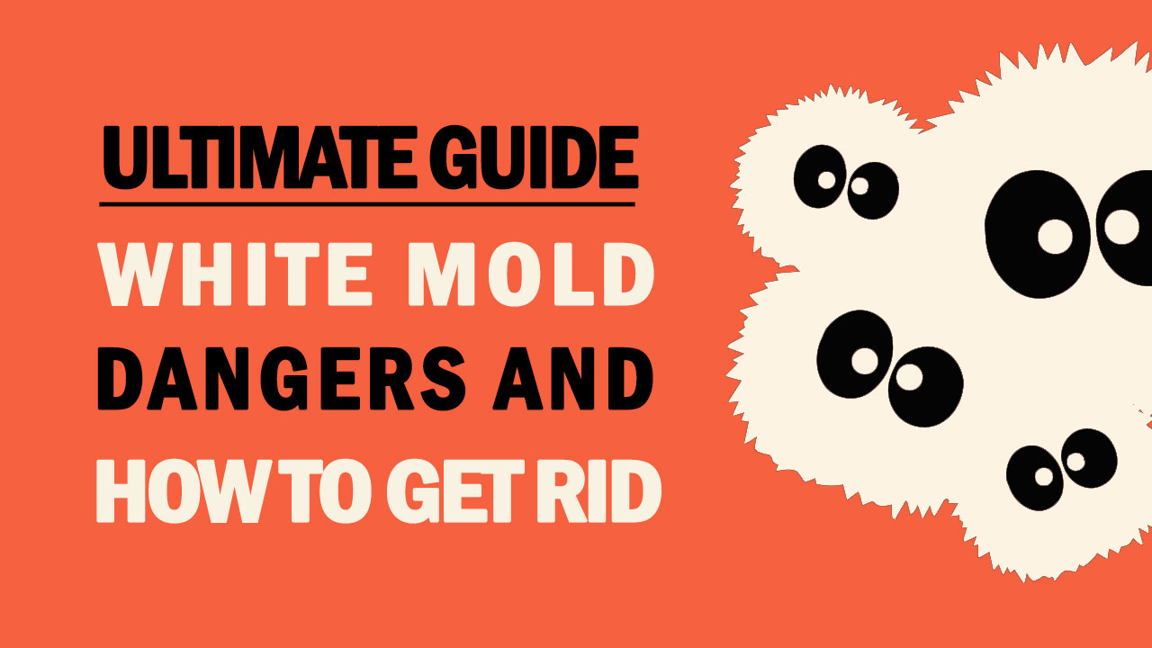 White Mold Is It Dangerous How To Get Rid Of It Mold