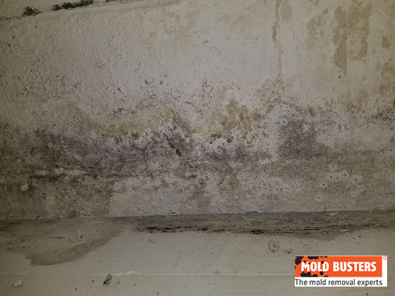 humidite moisissure mur sous-sol