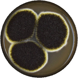 Aspergillus niger colony