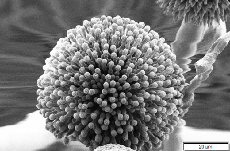 Aspergillus Niger prepared using th -freeze drying method