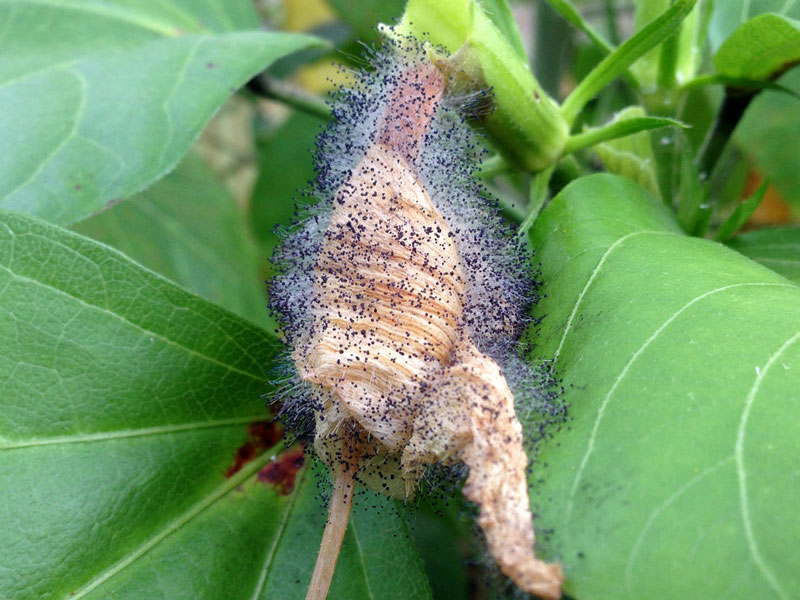 Botrytis blight of hibiscus flower