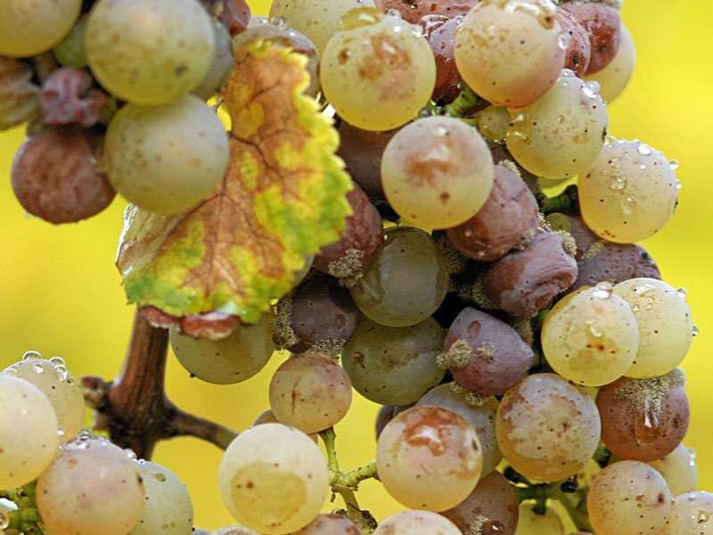 Botrytis cinerea on Riesling grapes