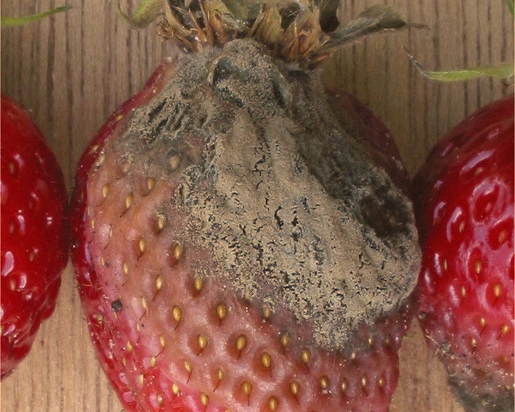 Botrytis cinerea on strawberry