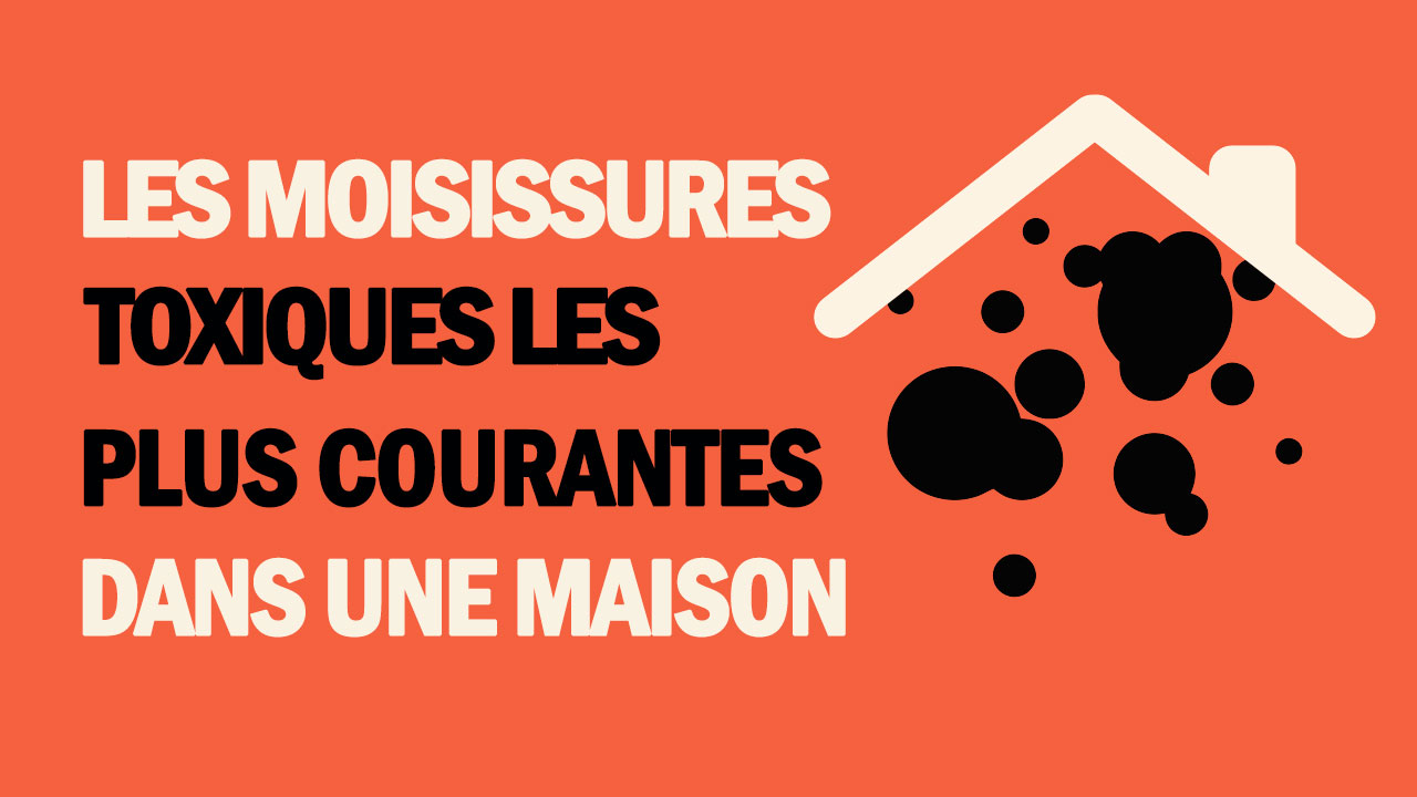 Les moisissures toxiques