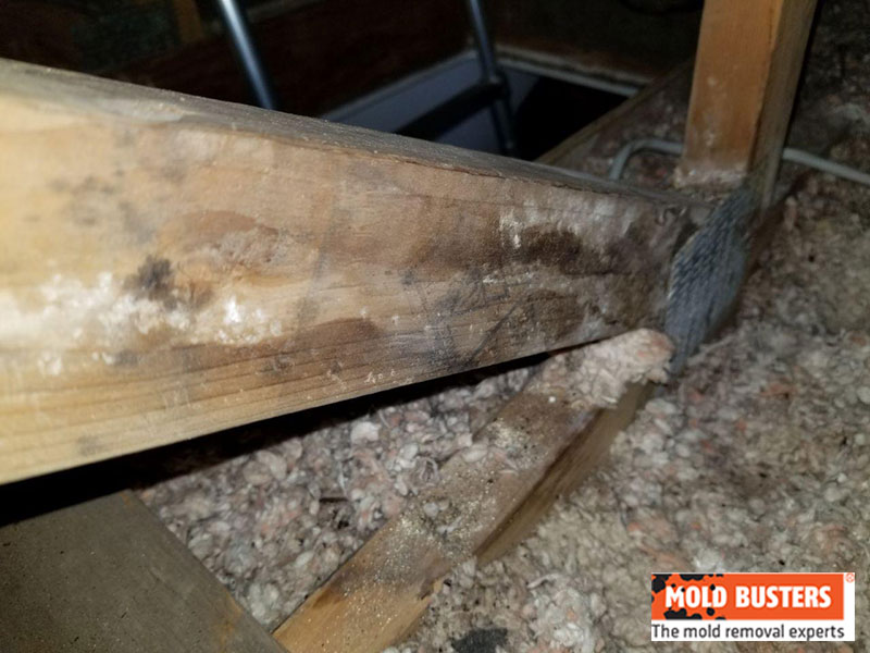 Mold in attic grows fast