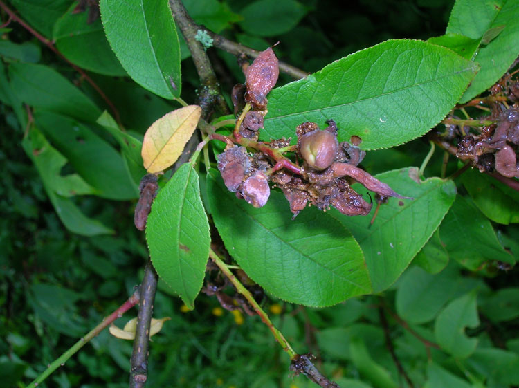 Taphrina padi with Ascospores