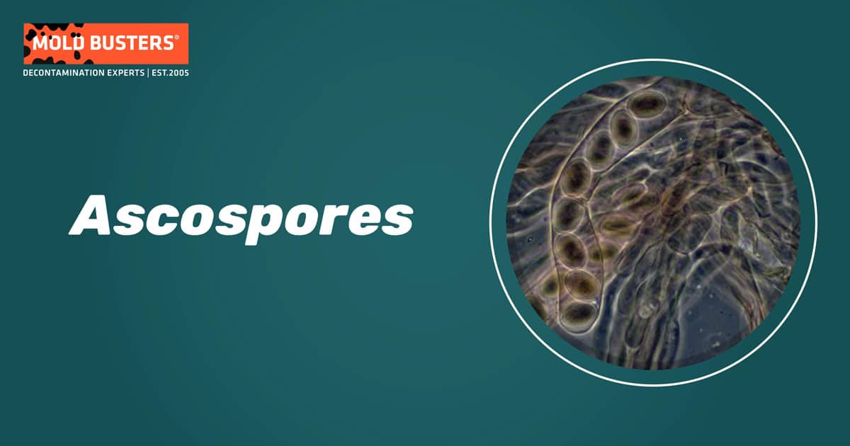 Ascospores Ascospores