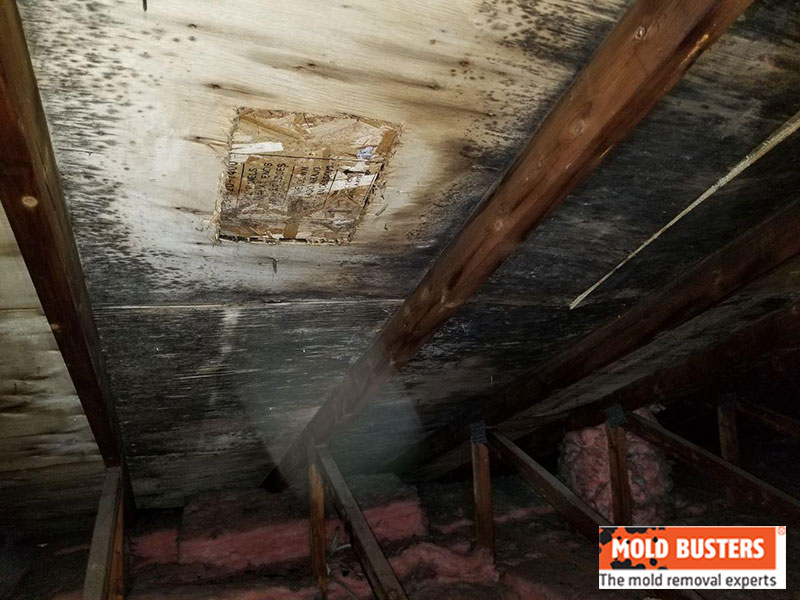 Attic Mold How to Remove Mold in Attic Mold Busters