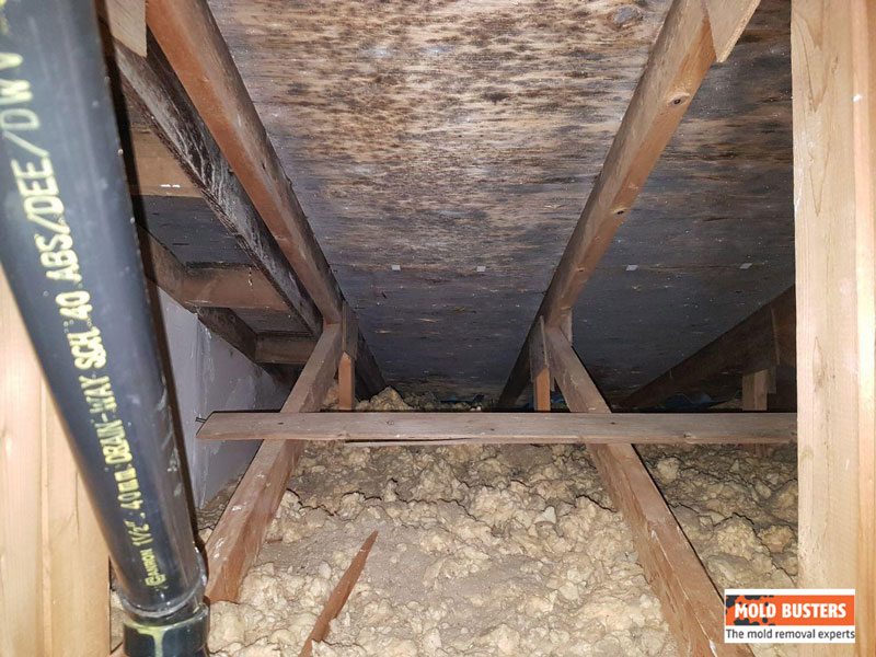 how to remove black mold from wood in attic