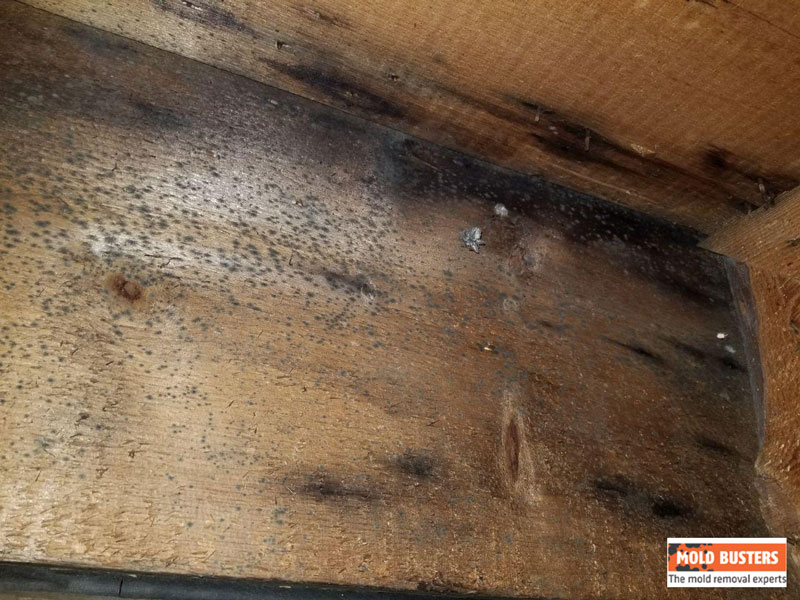 black mold on wood