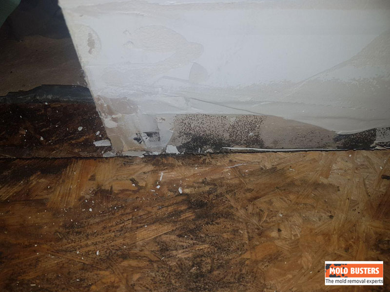 black mold on wooden floor