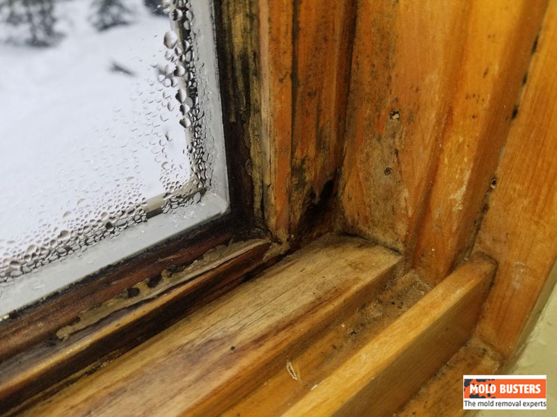 black mold on wooden windows