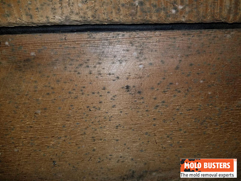 black mold spots