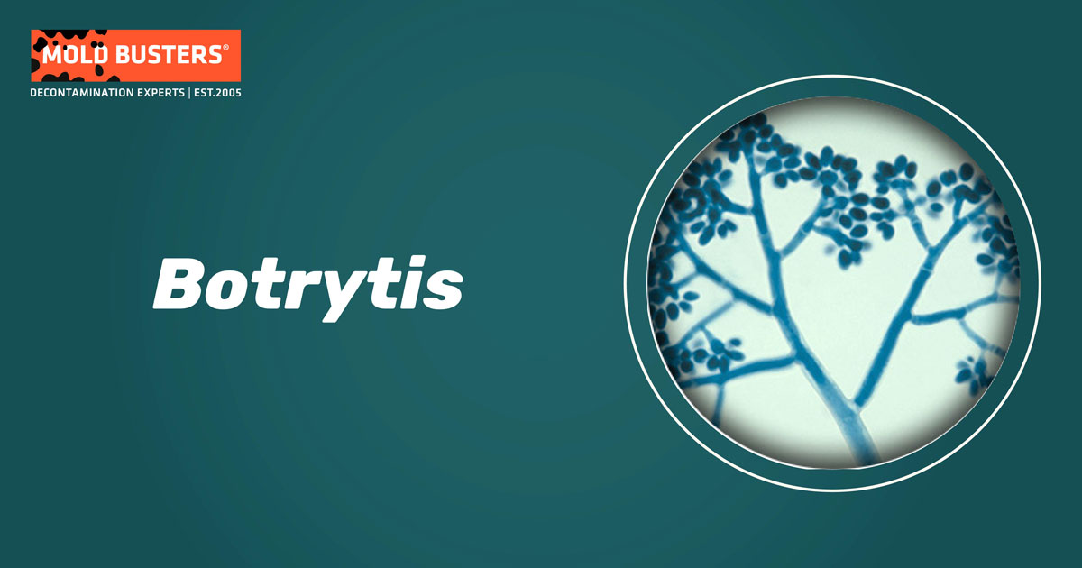 Botrytis Botrytis
