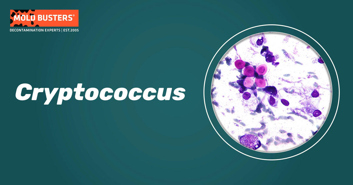 Cryptococcus
