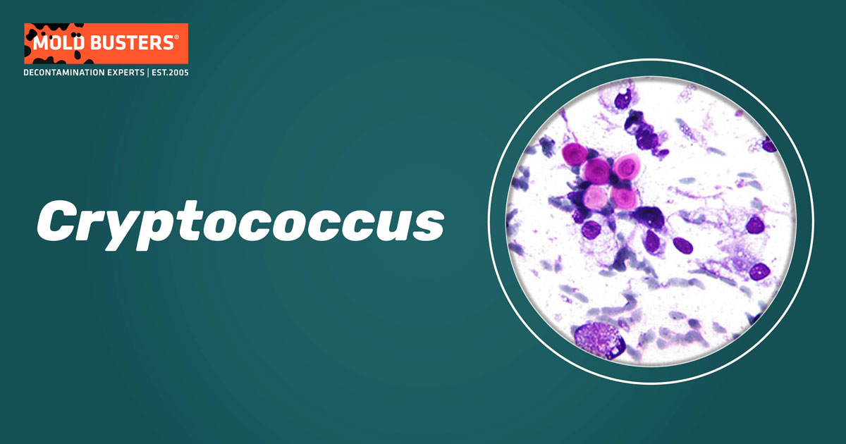 Cryptococcus Cryptococcus