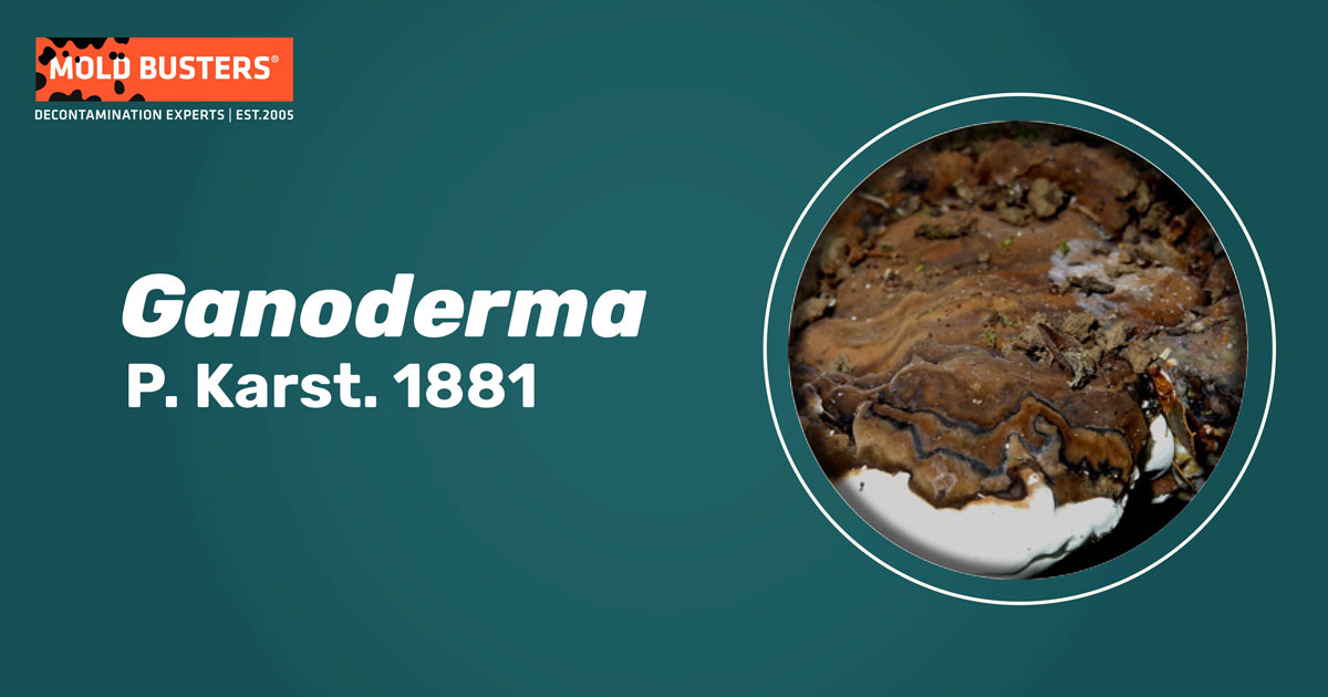 Ganoderma