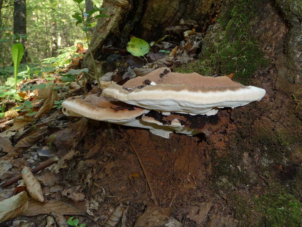 ganoderma applanatum