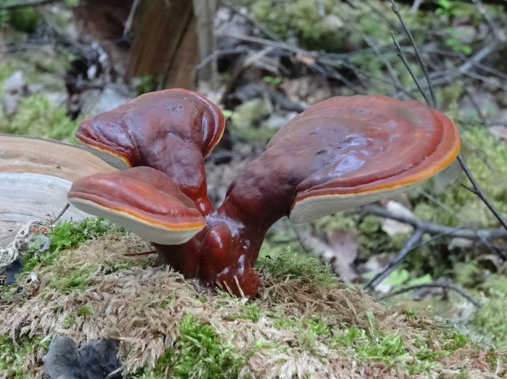 ganoderma lucidum