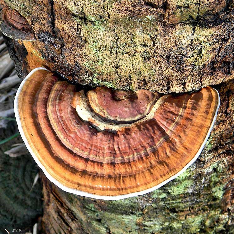 ganoderma zonatum on a palm tree