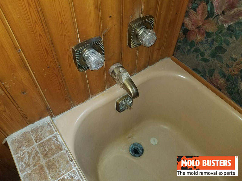 green mold in bathroom