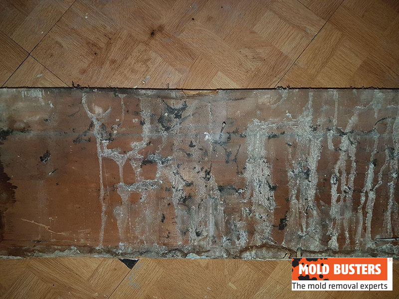 green mold on wood