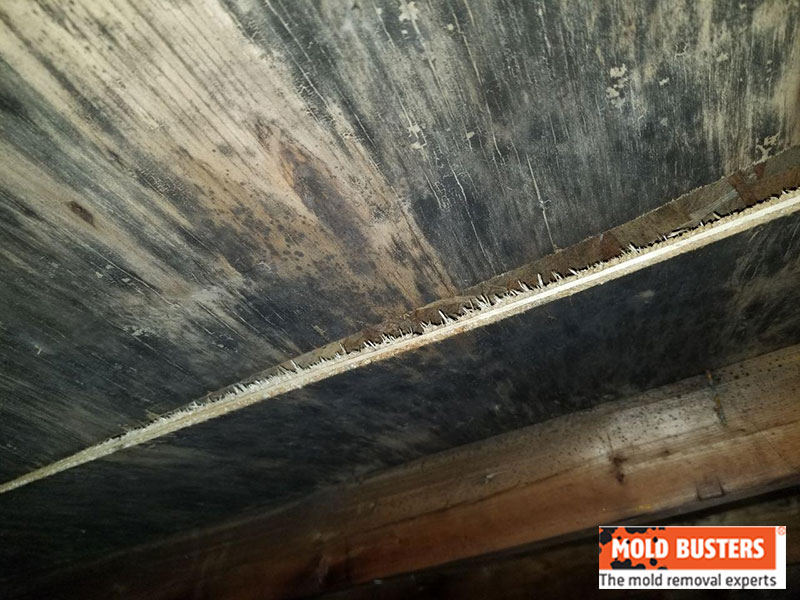 large attic area covered with mold