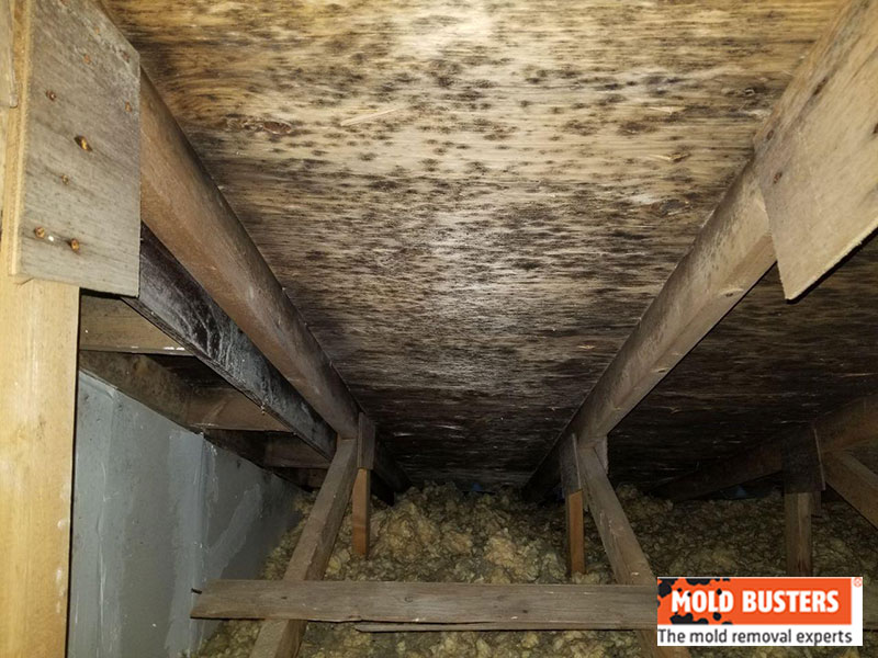 Mold in attic