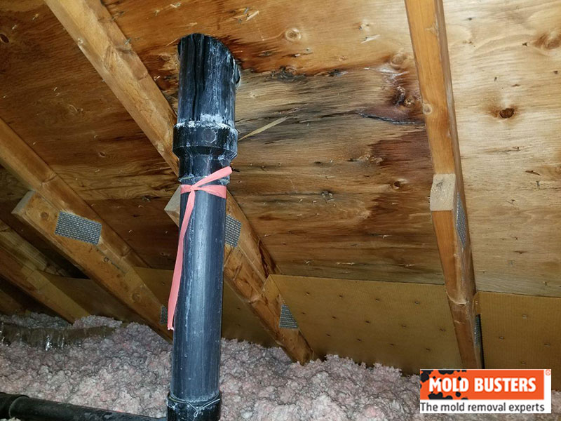 Mold in attic