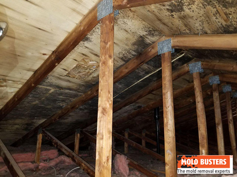 mold in attic