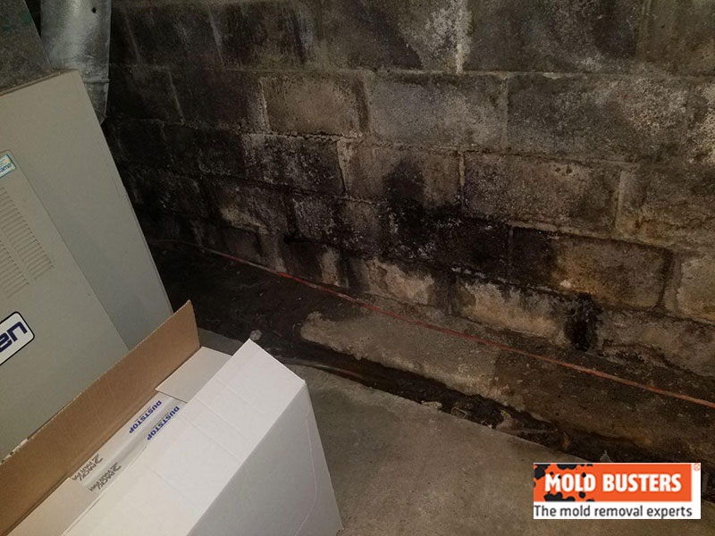 mold in basement 01