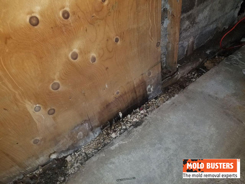 mold in basement 02