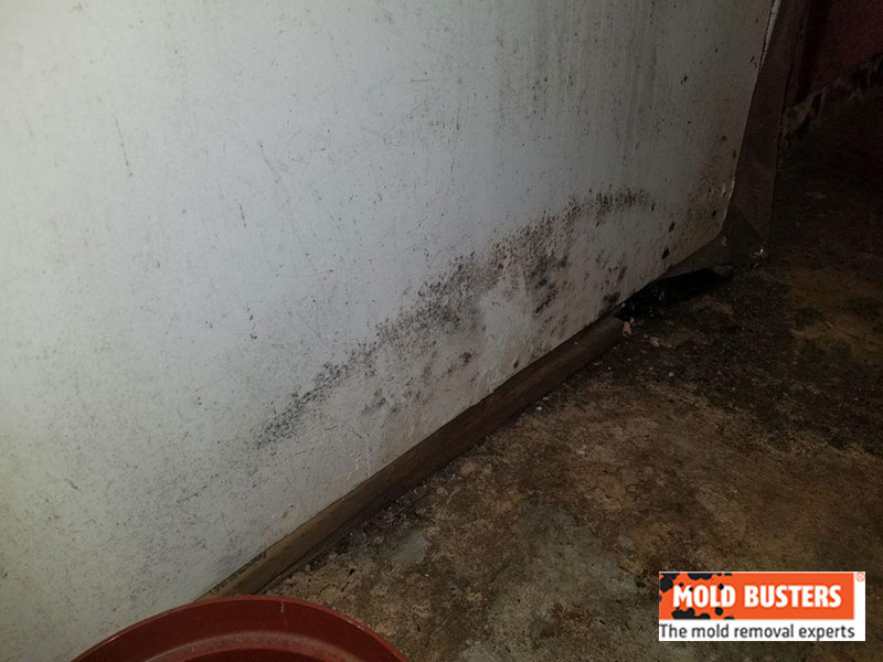 mold in basement 03