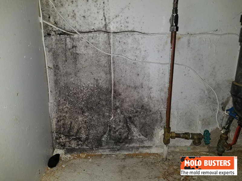 mold in basement 04