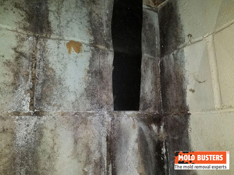 De la moisissure sur les murs d’un sous-sol