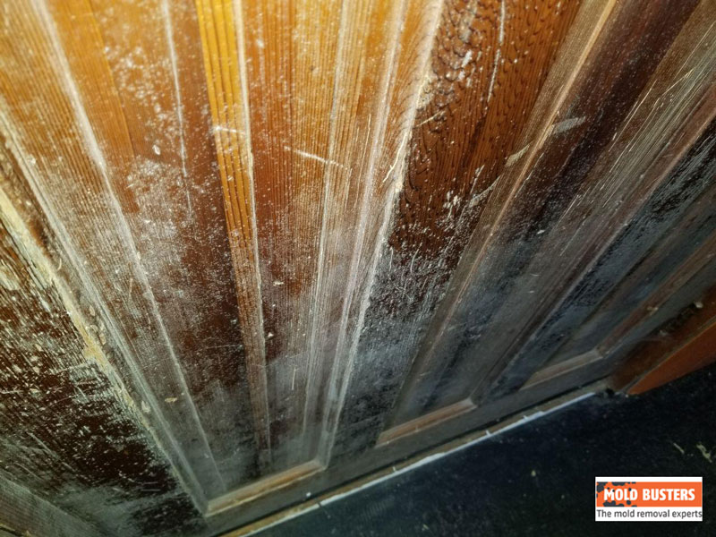 La moisissure sur le bois comment l’éliminer? Mold Busters