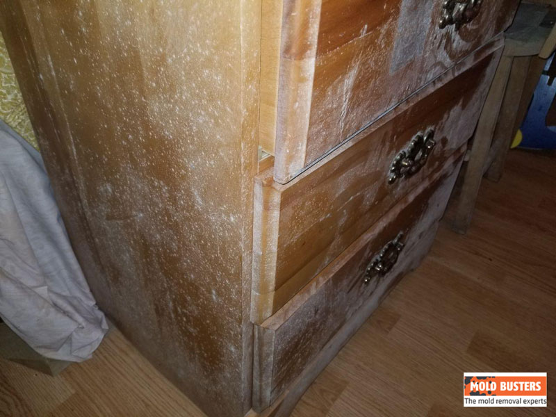 La moisissure sur le bois comment l’éliminer? Mold Busters