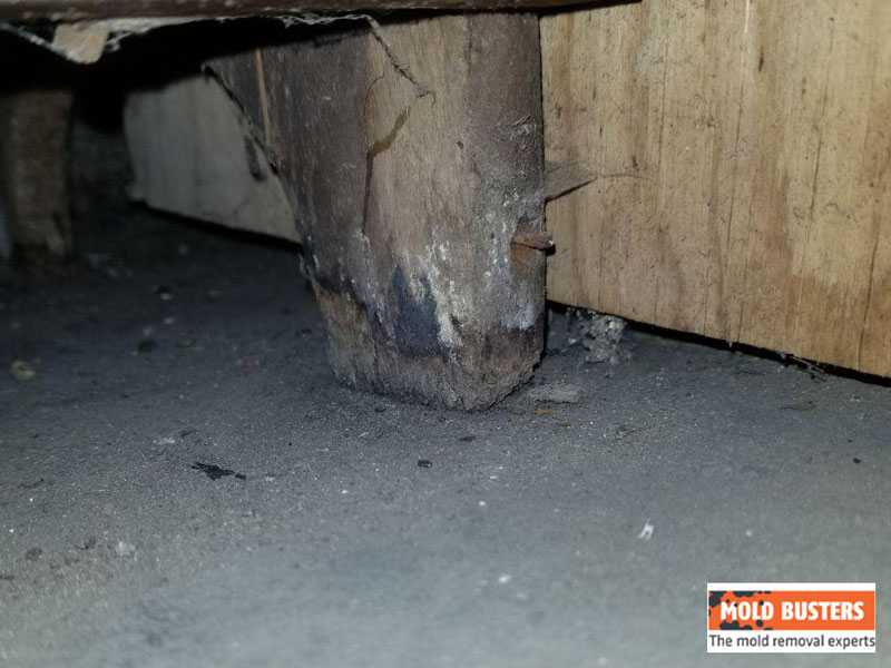 La moisissure sur le bois comment l’éliminer? Mold Busters