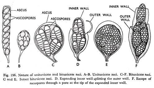 asques ascospores