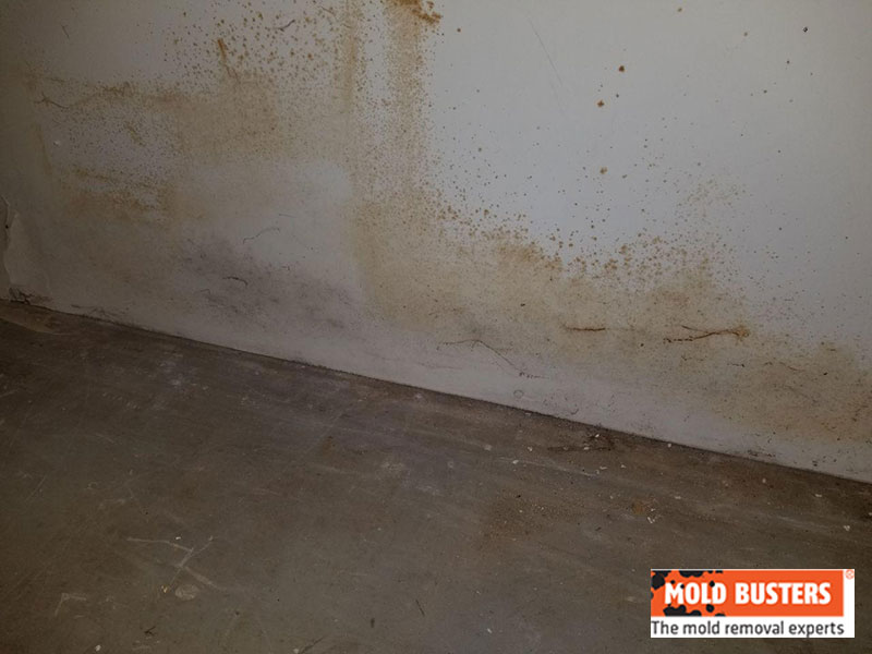 Orange Mold Facts