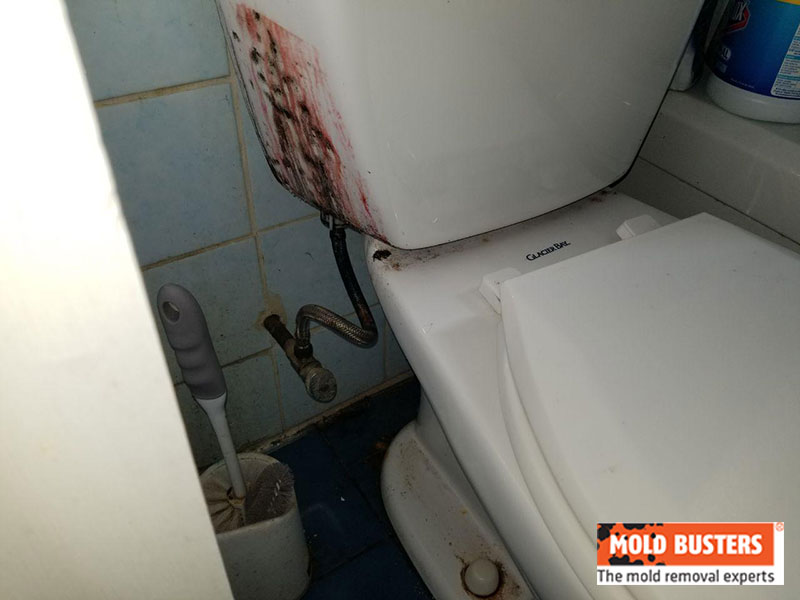 orange mold on toilet