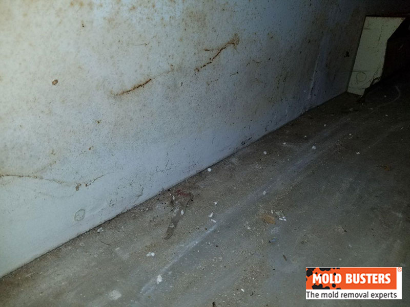 What Is Orange Mold Is It Dangerous Orange Mold Facts